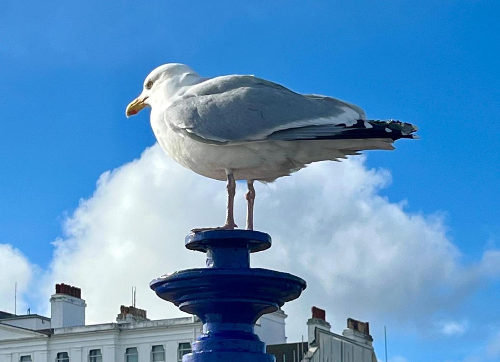 "The Celebration" Balcony Seafront Apartment WTA WTA Eastbourne Exterior foto